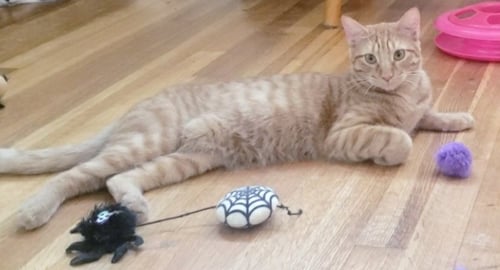 GINGER BOY #THE-SWEETEST - Domestic Short Hair available for adoption