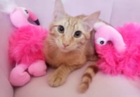 Ginger boy #the-sweetest - Photo 6