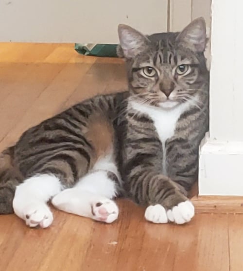 EMILY - American Shorthair / Domestic Short Hair available for adoption