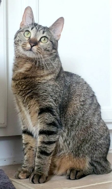Cleocatra (bonded with Bubbles) Image