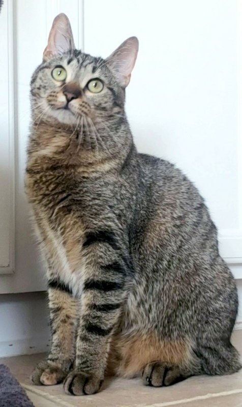 CLEOCATRA (BONDED WITH BUBBLES) - Domestic Short Hair / American Shorthair available for adoption