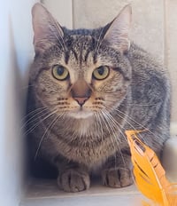 Cleocatra (bonded with Bubbles) - Photo 3