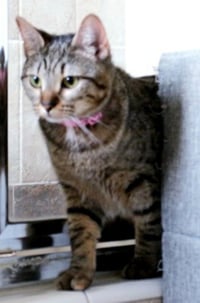 Cleocatra (bonded with Bubbles) - Photo 7