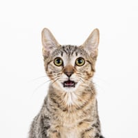 Cleocatra (bonded with Bubbles) - Photo 4