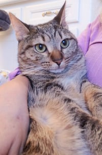 Cleocatra (bonded with Bubbles) - Photo 2