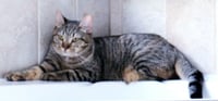 Cleocatra (bonded with Bubbles) - Photo 6
