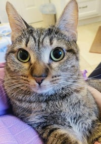 Cleocatra (bonded with Bubbles) - Photo 10