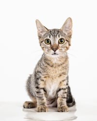 Cleocatra (bonded with Bubbles) - Photo 5