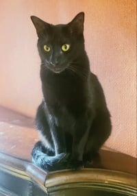 Milo #lapcat - Photo 3