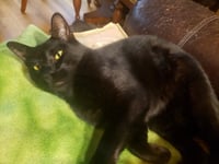 Milo #lapcat - Photo 5