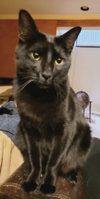 Milo #lapcat - Photo 6