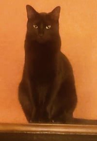 Milo #lapcat - Photo 7