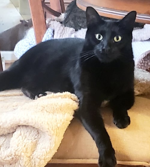 MILO #LAPCAT - Bombay / American Shorthair available for adoption