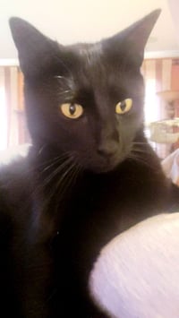 Milo #lapcat - Photo 4