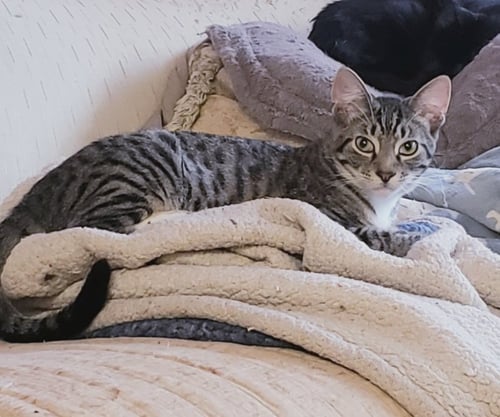CHRISTOPHER - American Shorthair / Domestic Short Hair available for adoption