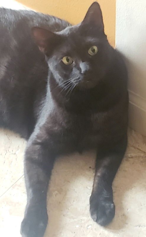 TEDDY #BIG-AND-TALL - Egyptian Mau / Domestic Short Hair available for adoption