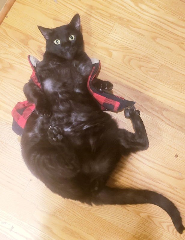 Teddy #Big-and-Tall - Photo 3