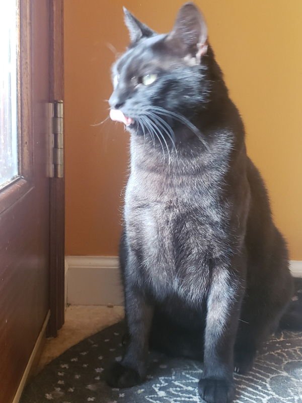 Teddy #Big-and-Tall - Photo 4