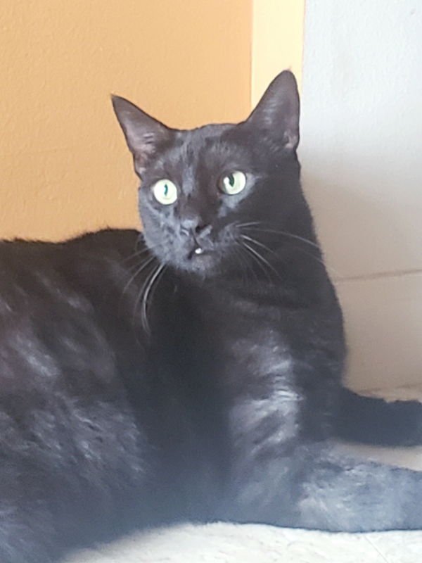 Teddy #Big-and-Tall - Photo 5