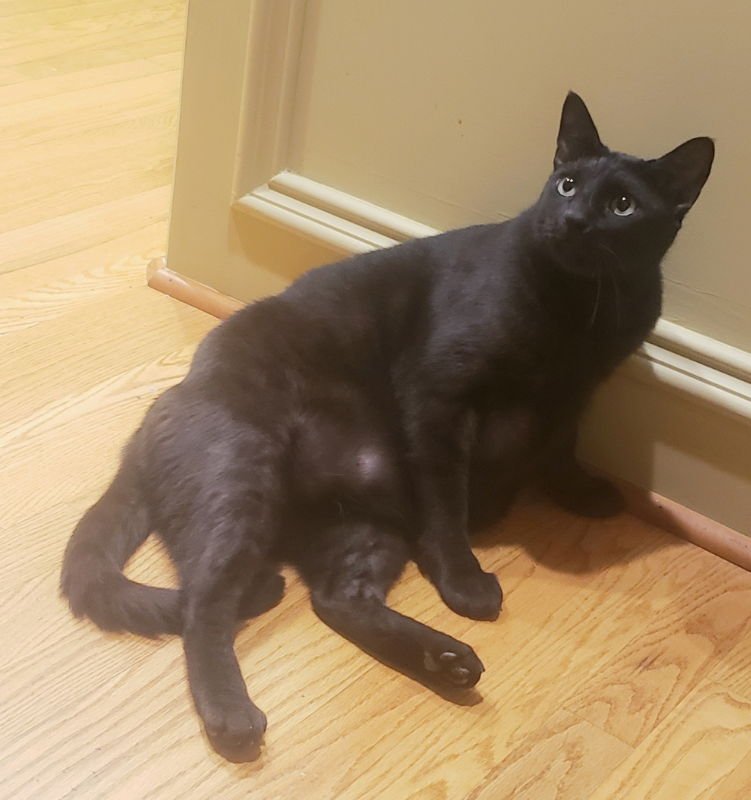 Teddy #Big-and-Tall - Photo 7