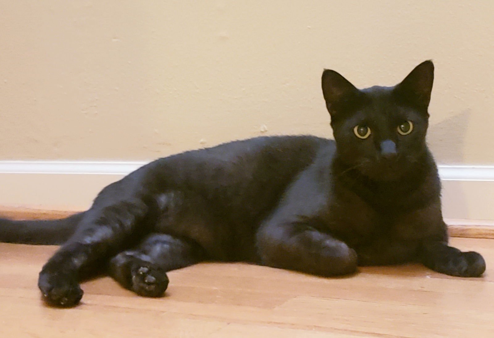 Teddy #Big-and-Tall - Photo 8