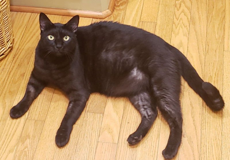 Teddy #Big-and-Tall - Photo 9