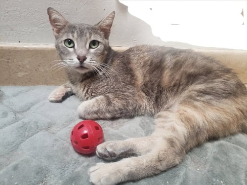 GRACIE LYNN - Tortoiseshell / Domestic Short Hair for adoption in Houston