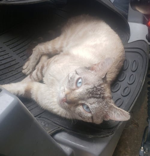 DENIS - Siamese available for adoption