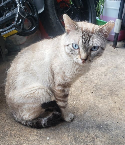 DENIS - Siamese available for adoption