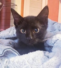 Gretel #cute-mini-panther - Photo 5