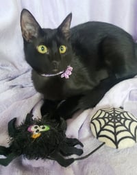 Gretel #cute-mini-panther - Photo 2