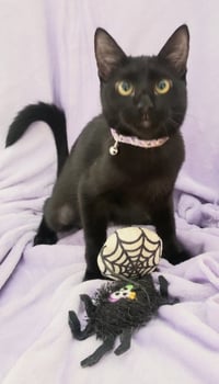 Gretel #cute-mini-panther - Photo 4