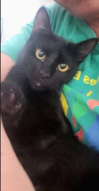 Gretel #cute-mini-panther - Photo 1