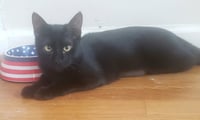 Gretel #cute-mini-panther - Photo 6