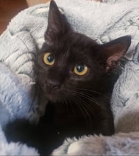 Gretel #cute-mini-panther - Photo 3