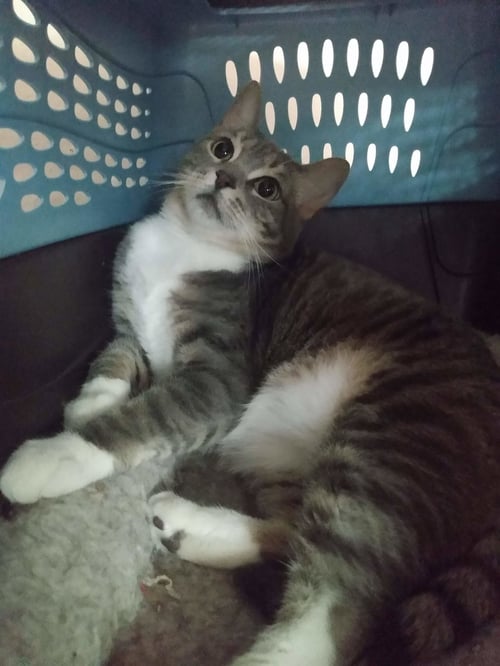 PRINCES GIGI - Domestic Short Hair available for adoption