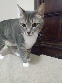 Princes Gigi - Photo 6