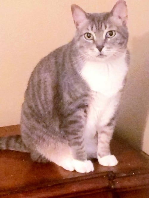 PRINCES GIGI - Domestic Short Hair available for adoption