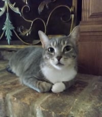 Princes Gigi - Photo 5