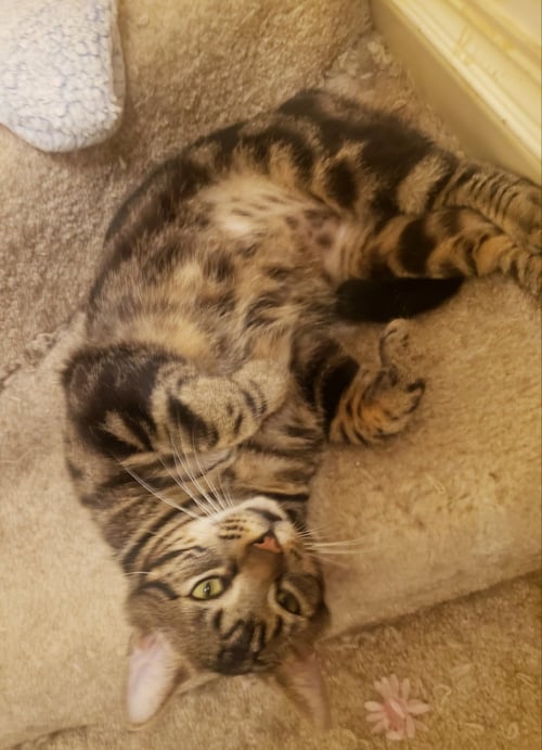 WILL - American Shorthair / Tabby available for adoption
