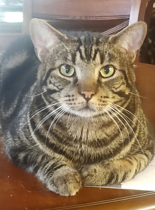 WILL - American Shorthair / Tabby available for adoption