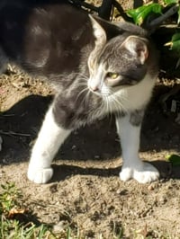 Gina #polydactyl-princess - Photo 1