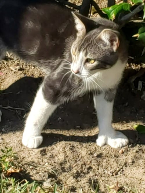 GINA #POLYDACTYL-PRINCESS - Domestic Short Hair available for adoption
