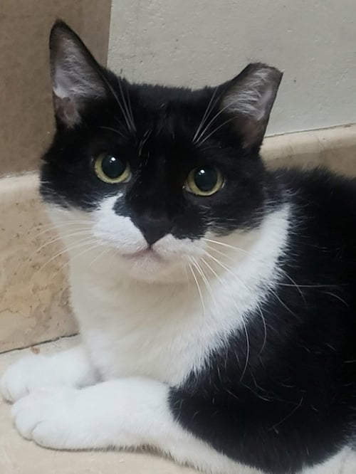 REY #FOR-EVER-YOURS - Tuxedo / Domestic Short Hair available for adoption