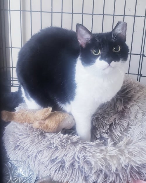 REY #FOR-EVER-YOURS - Tuxedo / Domestic Short Hair available for adoption