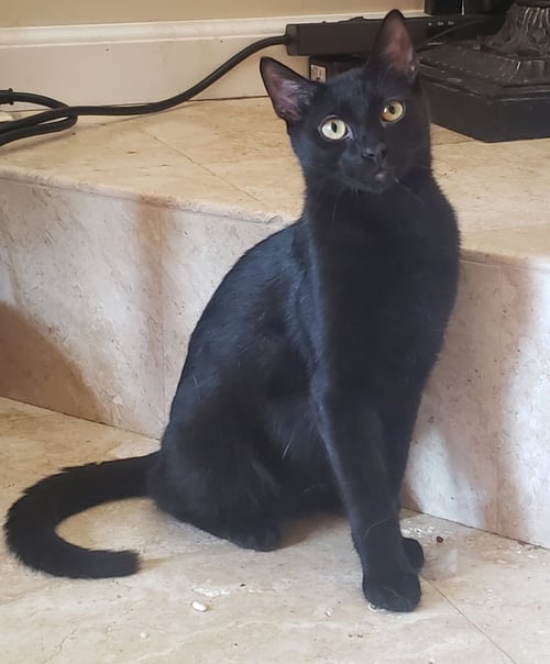 MARCEL - Bombay / Domestic Short Hair available for adoption