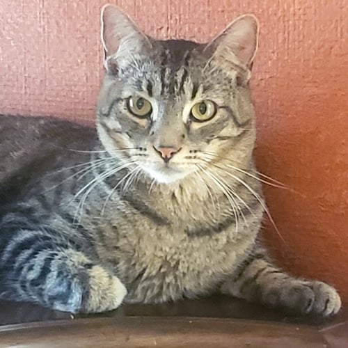 NATHANIEL - Tabby / Domestic Short Hair available for adoption