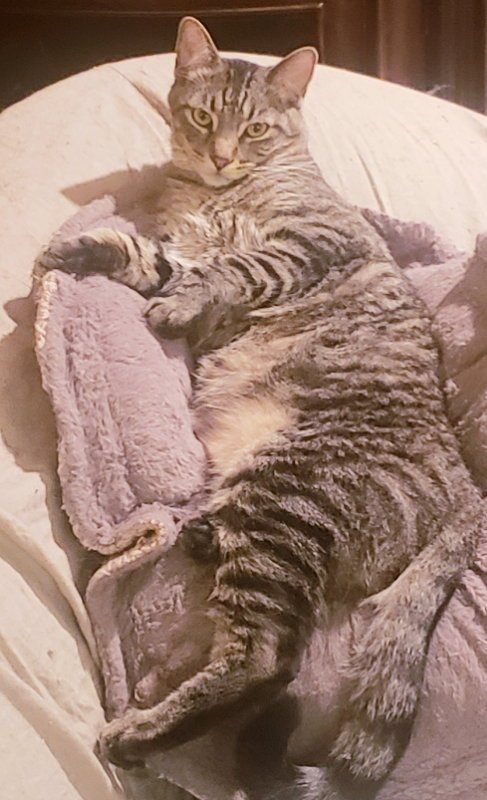 NATHANIEL - Tabby / Domestic Short Hair available for adoption