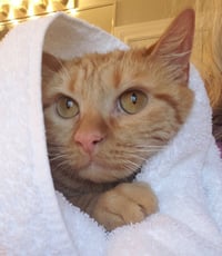 Bubbles (bonded with Cleocatra) - Photo 4