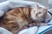 Bubbles (bonded with Cleocatra) - Photo 3